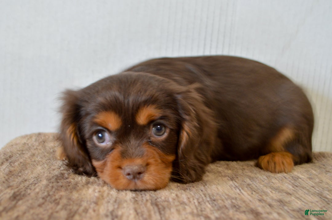 Cavalier King Charles Spaniel dogs for sale: Cally - Ad 2