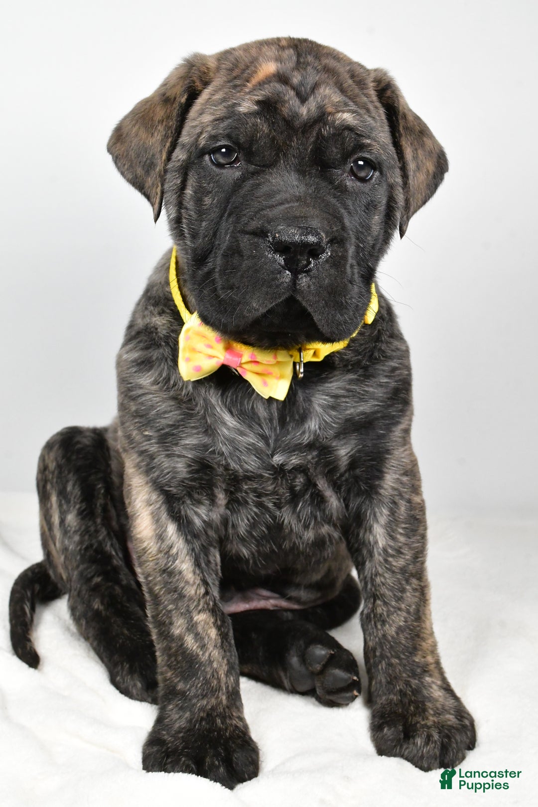 English Mastiff dogs for sale: Sheldon - Ad 8