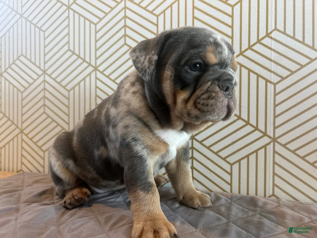 English Bulldog dogs for sale: Mable - Ad 1