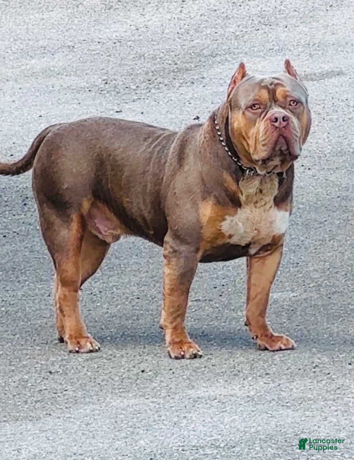 OGK Napoleon