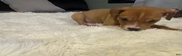 Mixed Breed dogs for sale: Ryder - Ad 18