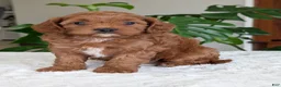 Cavapoo dogs for sale: Sara - Ad 15