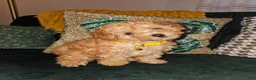Toy Poodle dogs for sale: Honey- Potty Trained 5lbs Full GROWN - Ad 2