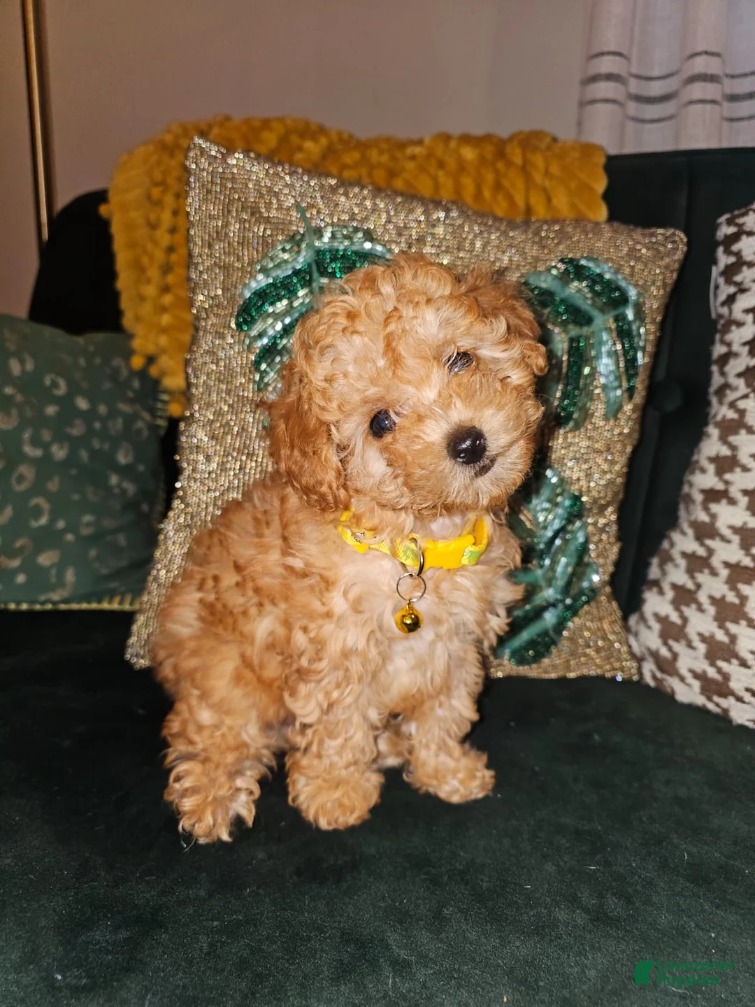 Toy Poodle dogs for sale: Honey- Potty Trained 5lbs Full GROWN - Ad 2