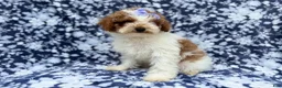 Miniature Poodle dogs for sale: Charlotte - Ad 5