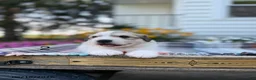 Great Pyrenees dogs for sale: Rita - Ad 3