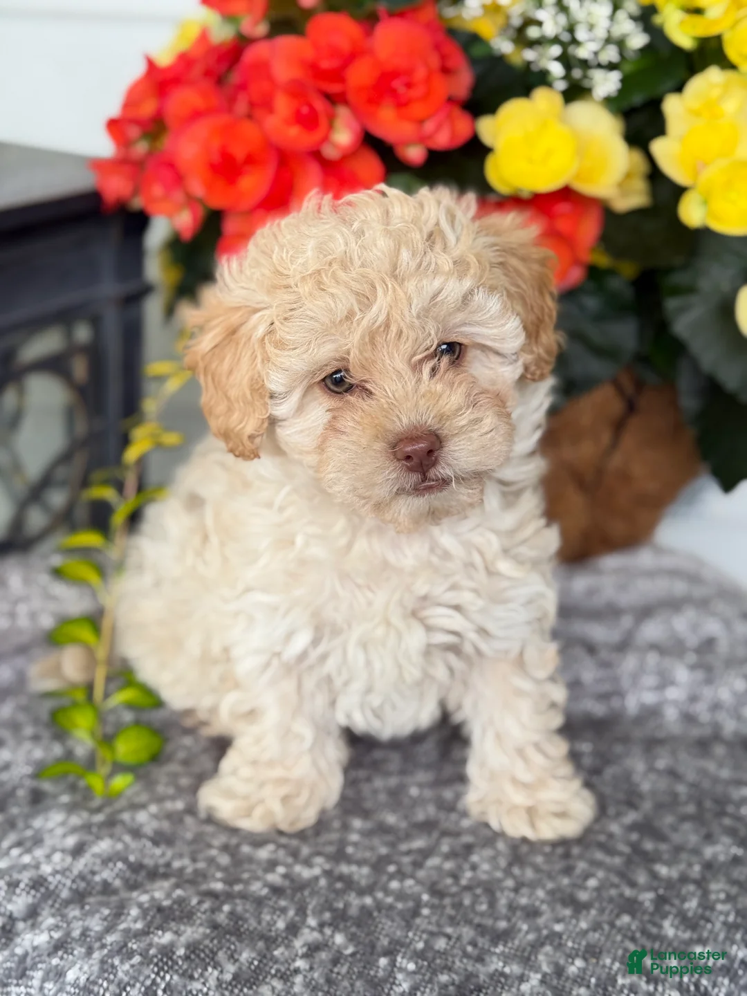 Mixed Breed dogs for sale: Quinn - Ad 1