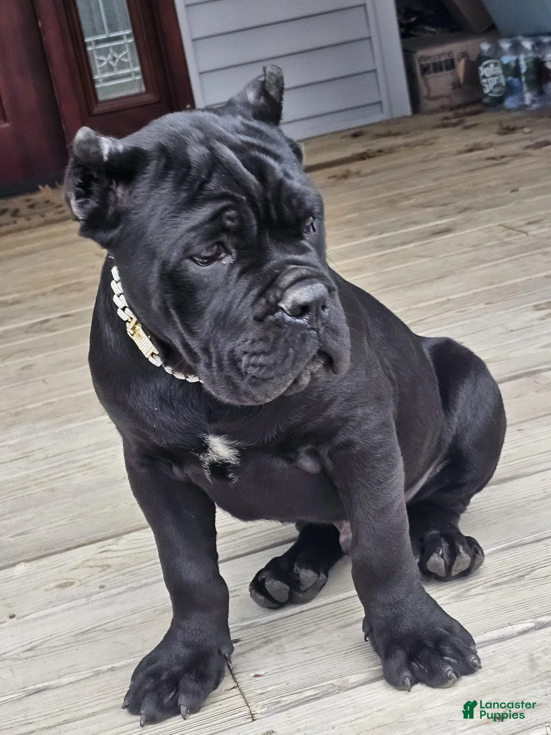 Cane Corso dogs for sale: ZEUS - Ad 36