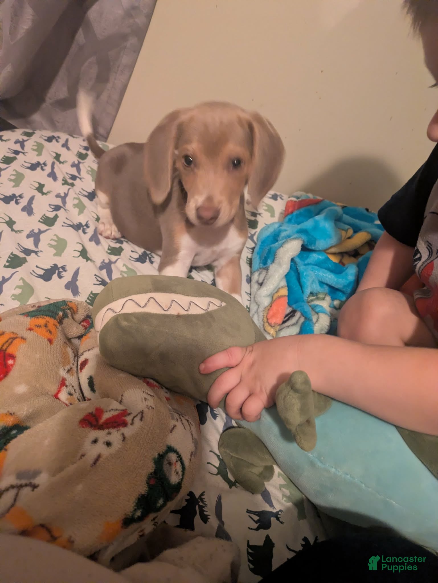 Beagle dogs Mr Raptor Blue - Ad 1