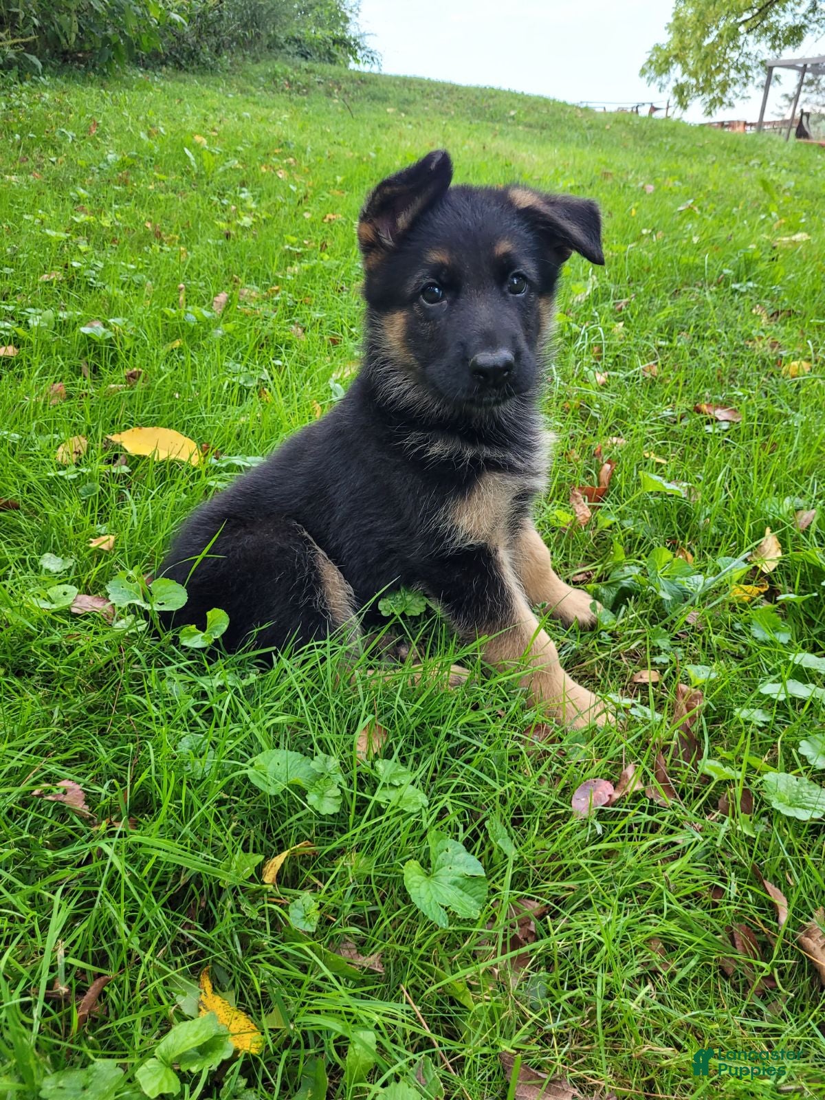 German Shepherd dogs Jack - Ad 1