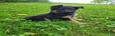 Jack