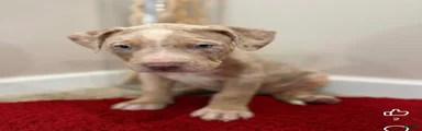 American Bully Puppy 2