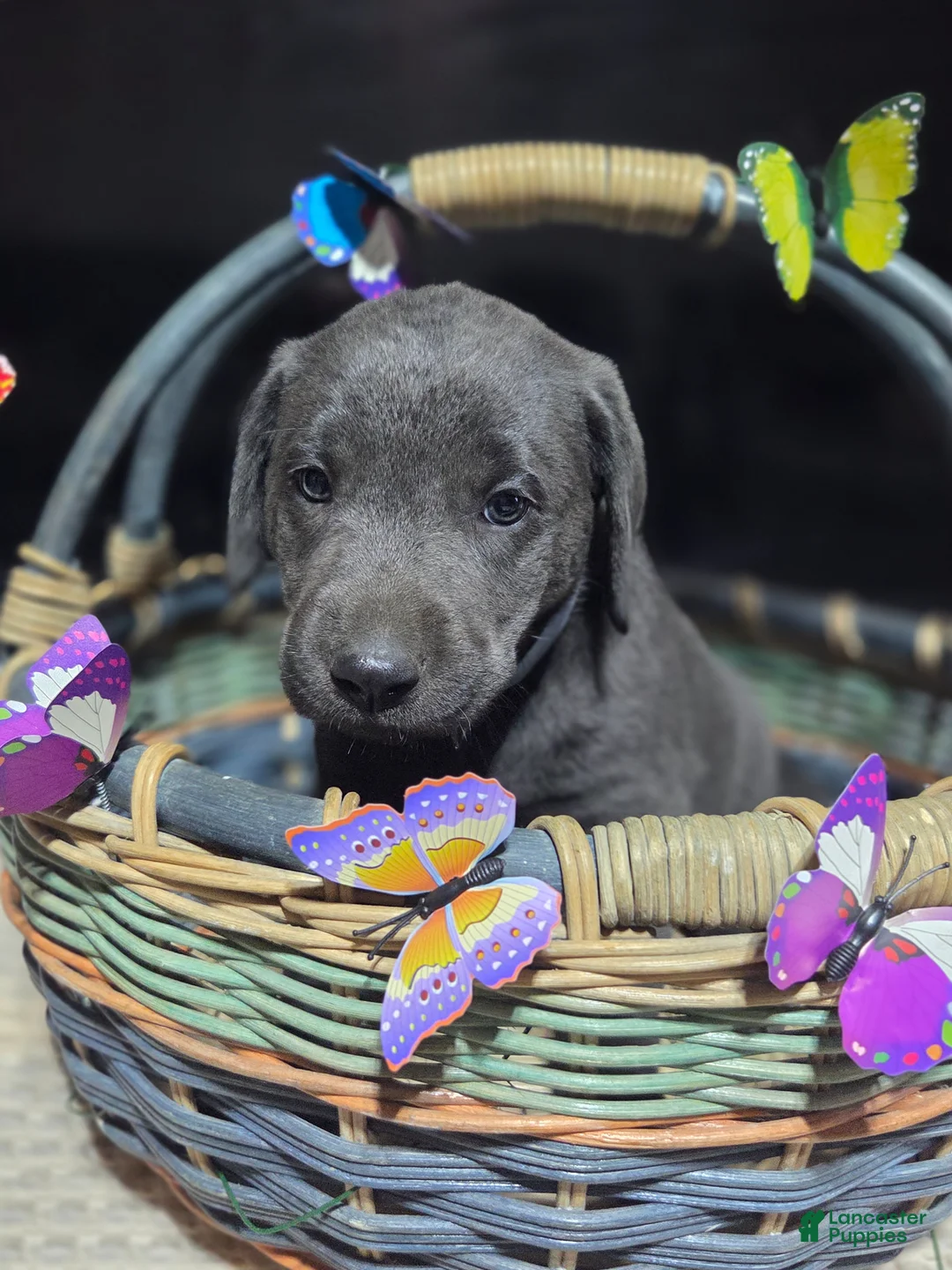 Labrador Retriever dogs for sale: Light pink collar - Ad 1