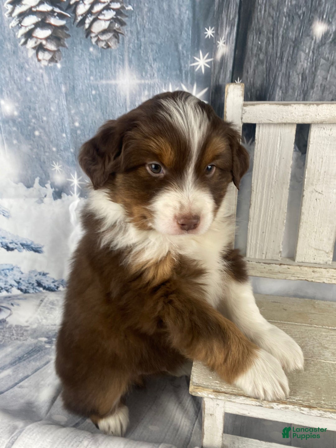 Australian Shepherd dogs for sale: Boone - Ad 6
