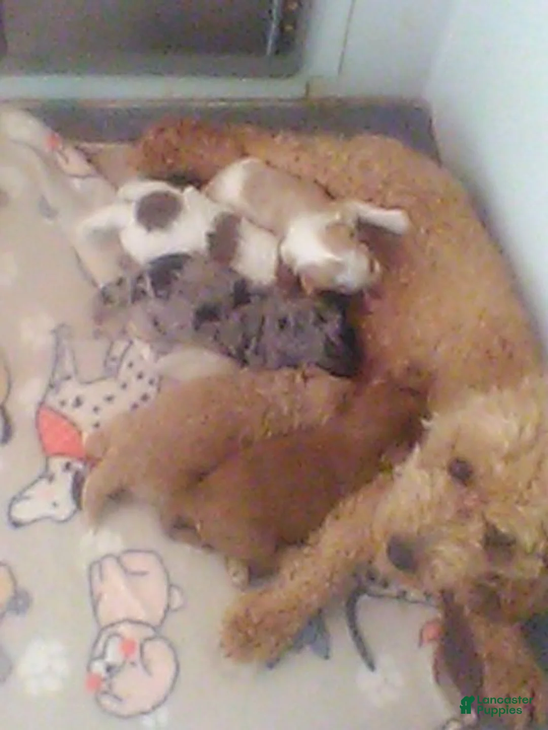 Havapoo dogs for sale: Myles - Ad 8