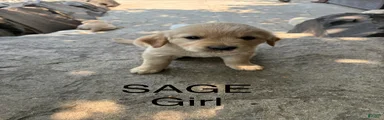 Sage