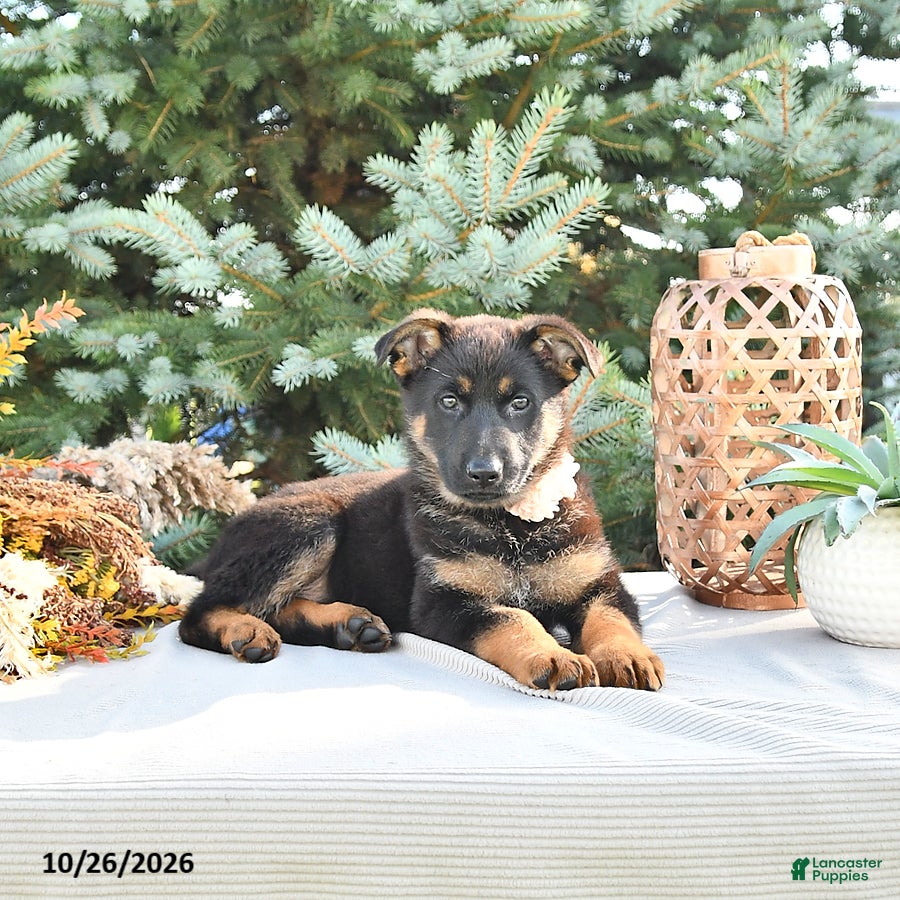 German Shepherd dogs for sale: Amber - Ad 1