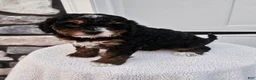Mini Bernedoodle dogs for sale: Connie - Ad 3