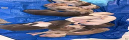 American Bully dogs for sale: American Bully 8 - Ad 1