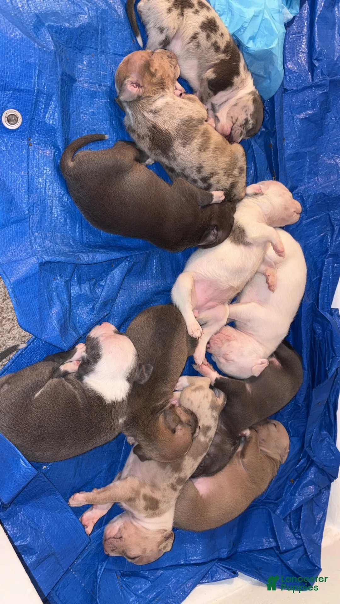 American Bully dogs for sale: American Bully 8 - Ad 1