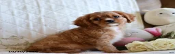 Cavalier King Charles Spaniel dogs for sale: Ollie - Ad 4