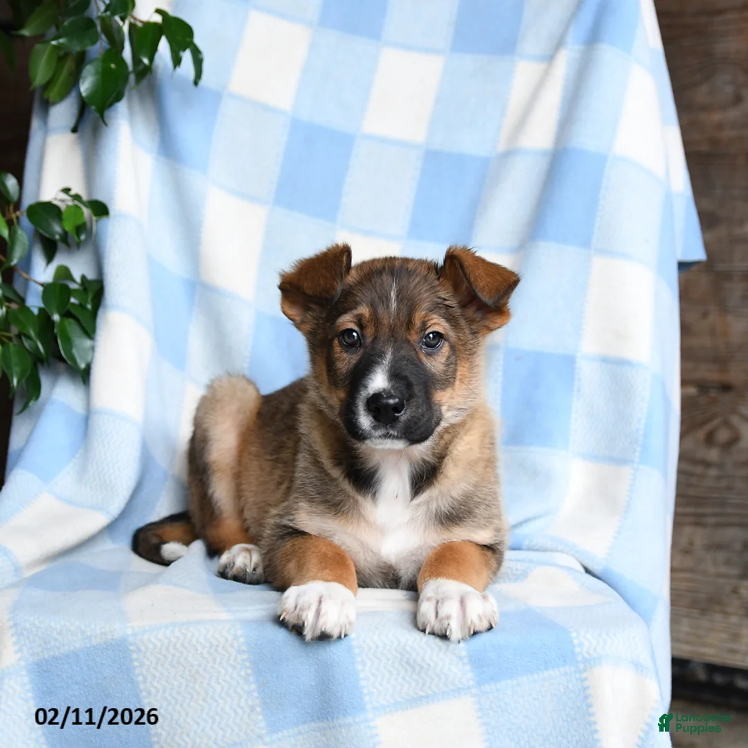 Mixed Breed dogs for sale: Barney - Ad 2