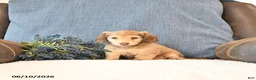 Miniature Dachshund dogs for sale: Sadie - Ad 5