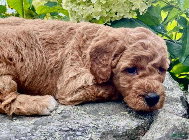 Mini Goldendoodle dogs Rosie - Ad 1