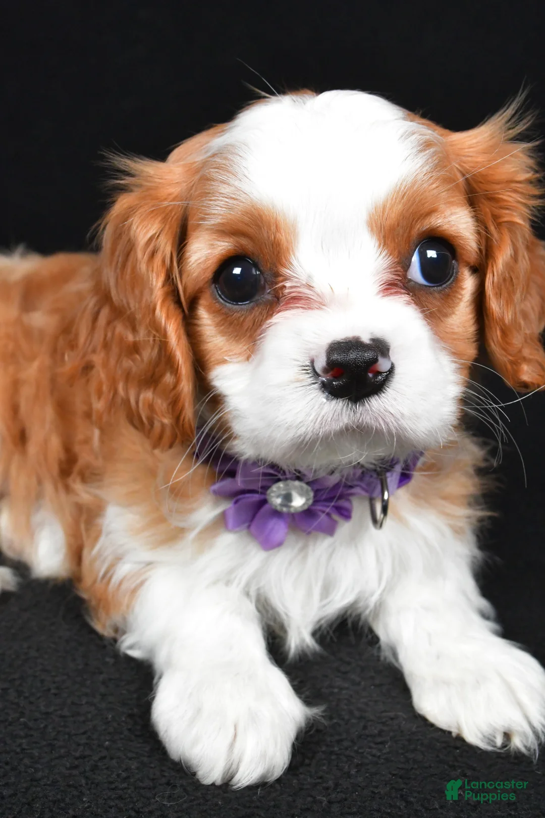 Cavalier King Charles Spaniel dogs for sale: Roxan - Ad 5