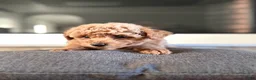 Bichpoo dogs for sale: Teddy - Ad 3