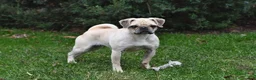 Puggle dogs for sale: Frappe - Ad 6