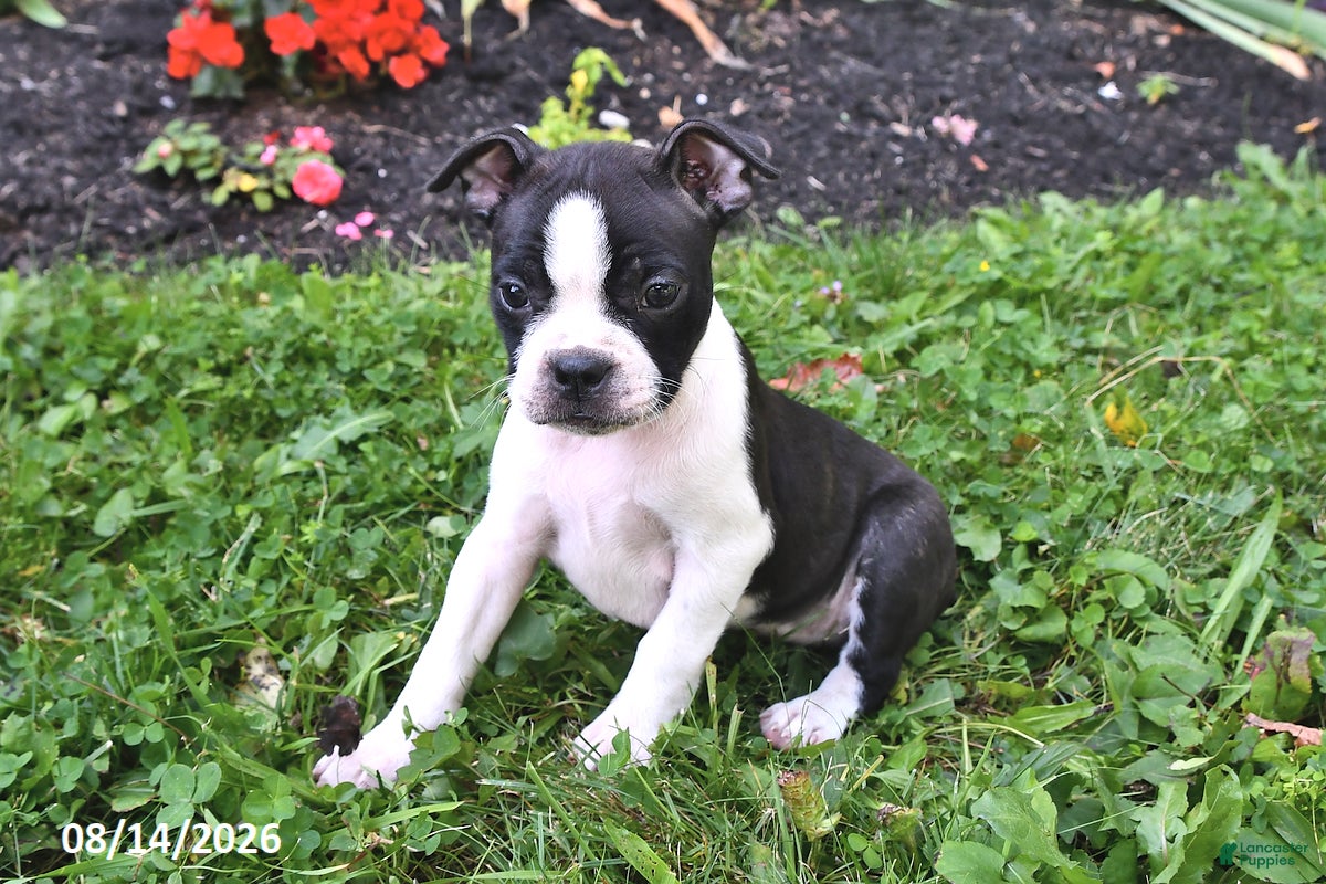 Boston Terrier dogs Jewel - Ad 2