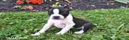 Boston Terrier dogs for sale: Jewel - Ad 2