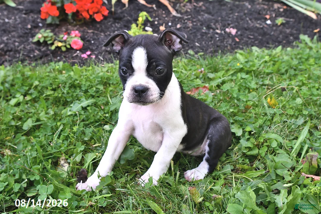 Boston Terrier dogs for sale: Jewel - Ad 2