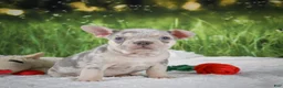French Bulldog dogs for sale: Louie - Ad 5