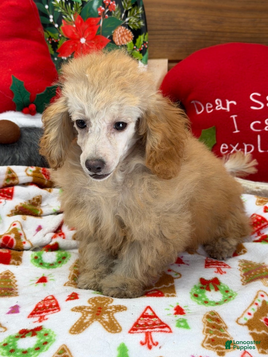 Toy Poodle dogs for sale: Playboy - Ad 3