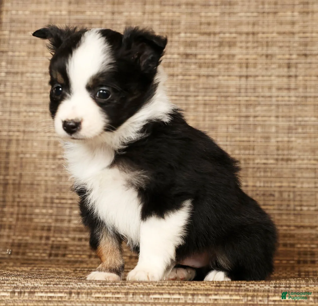 Miniature Australian Shepherd dogs for sale: Easton - Ad 8