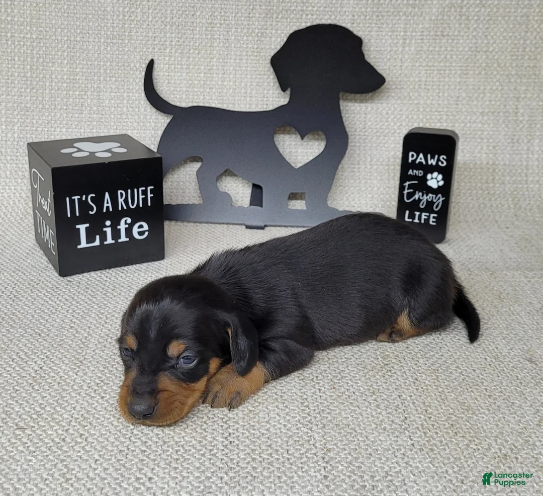 Miniature Dachshund dogs for sale: Saul AKC - Ad 4