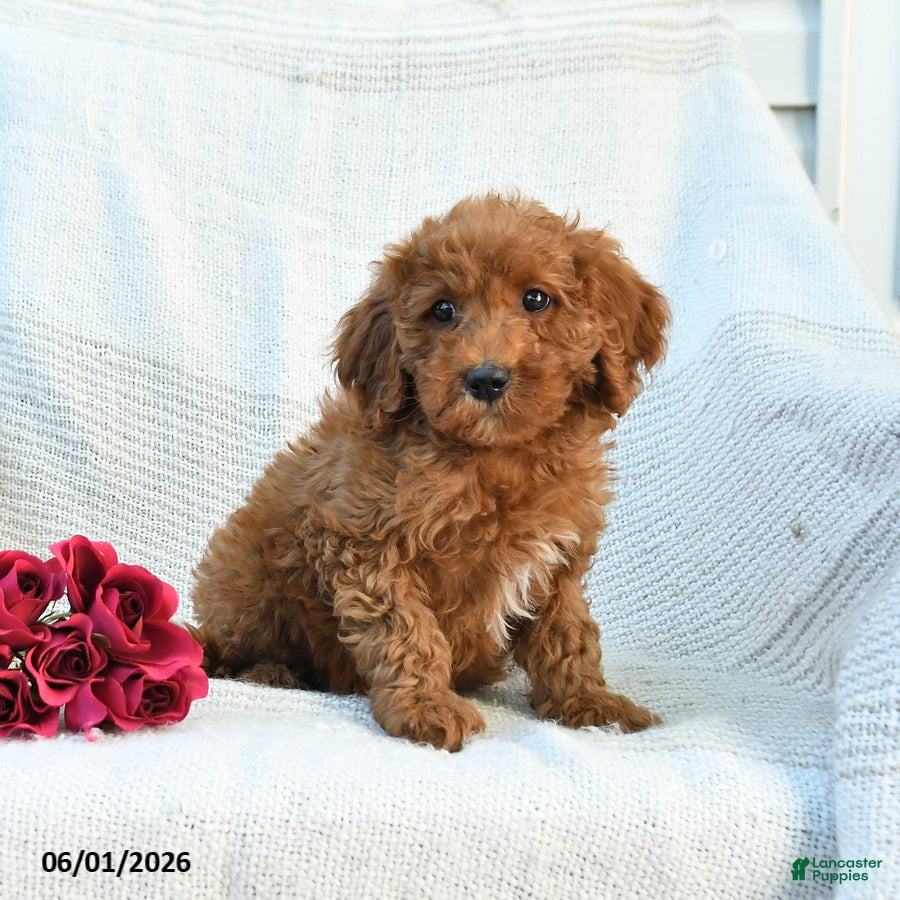 Mini Goldendoodle dogs Morgan - Ad 2