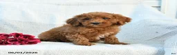 Mini Goldendoodle dogs for sale: Morgan - Ad 7