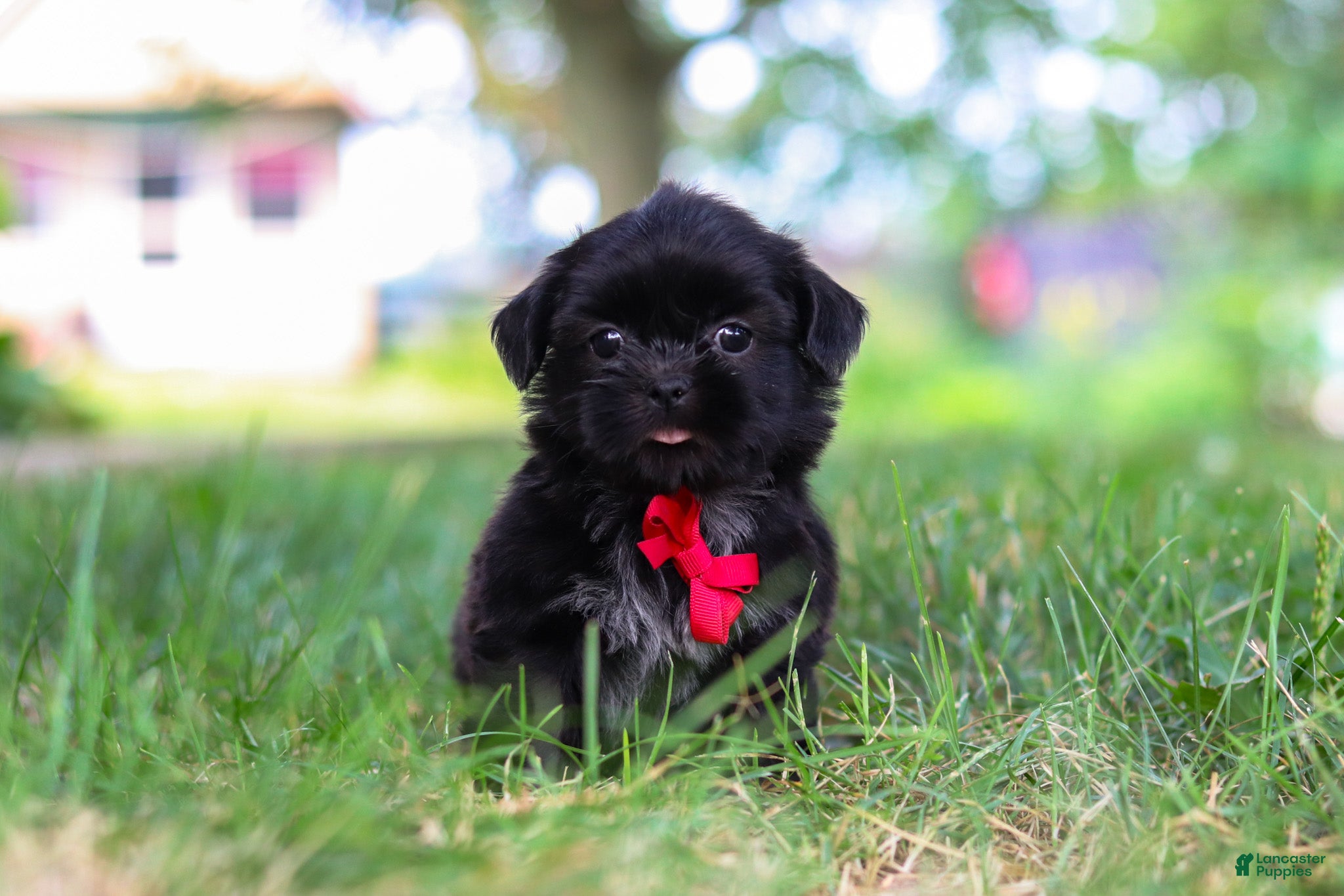 Shih Tzu dogs Finn - Ad 1