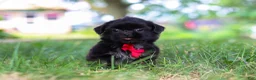 Shih Tzu dogs for sale: Finn - Ad 1