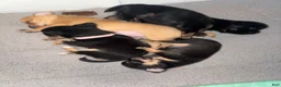 Chihuahua dogs for sale: Chihuahua 3 - Ad 7