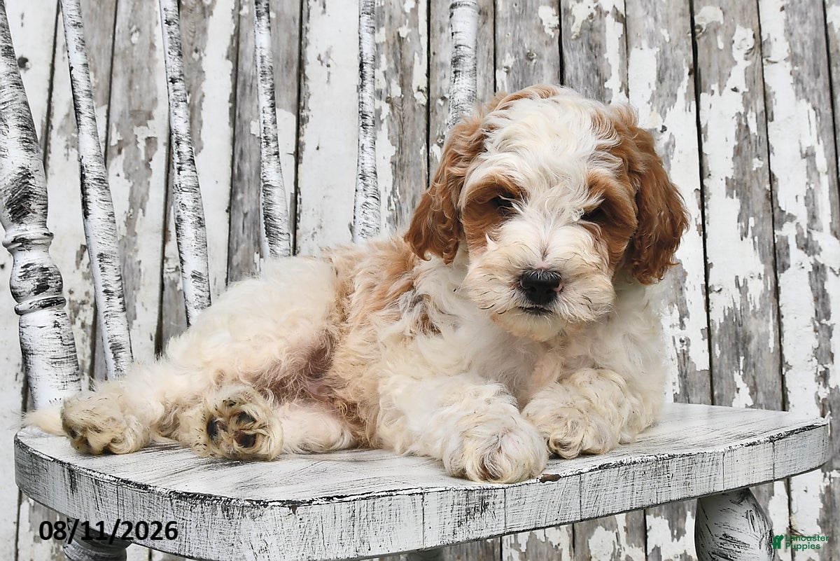 Goldendoodle dogs Scott - Ad 1