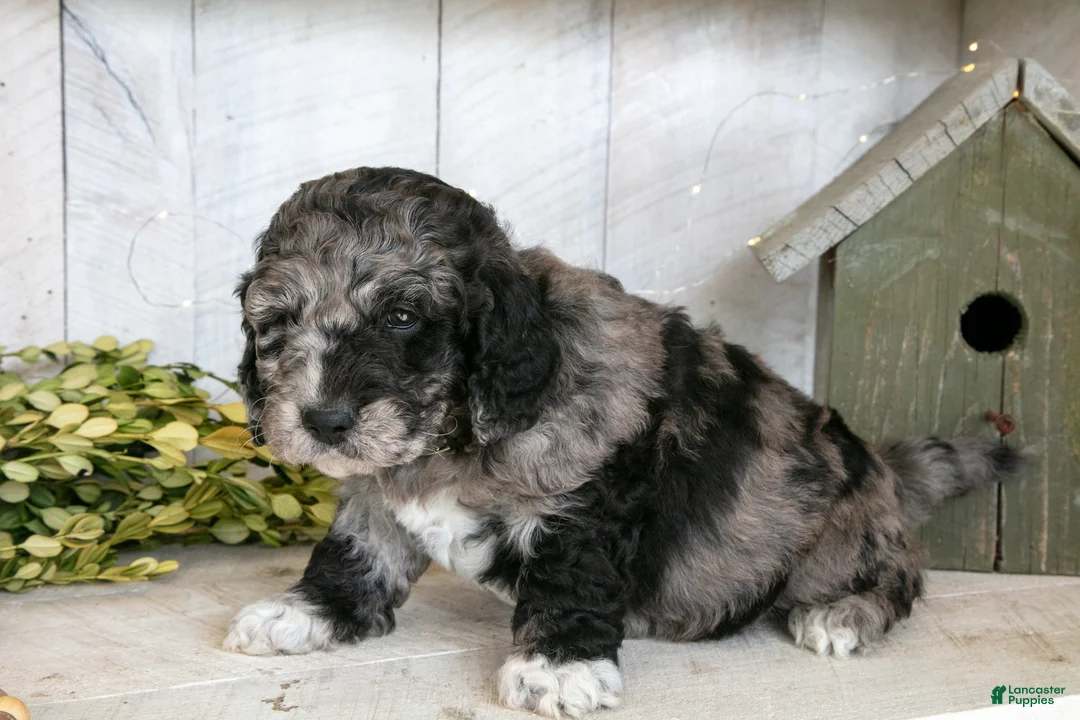Miniature Labradoodle dogs for sale: Alec - Ad 2