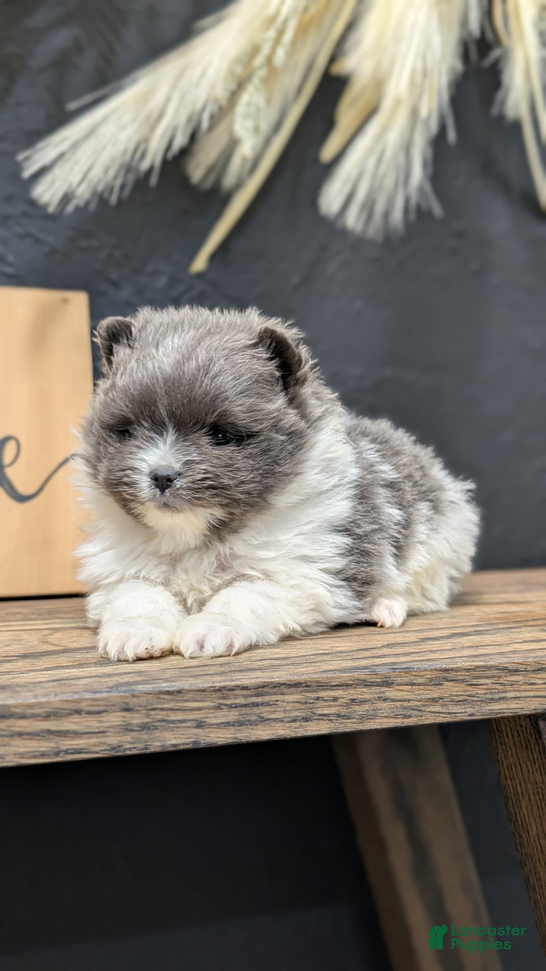 Pomeranian dogs for sale: Yogi  - Ad 4