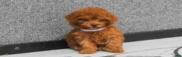 Miniature Poodle dogs for sale: Loise❤️ - Ad 3