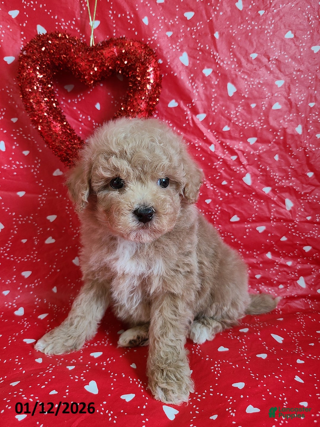 Bichpoo dogs for sale: Doll Face - Ad 3