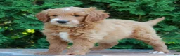 Goldendoodle dogs for sale: Tucker  - Ad 3
