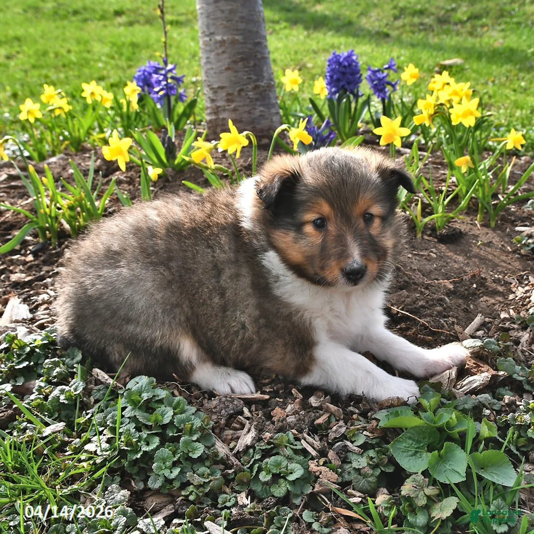 Shetland Sheepdog dogs for sale: Shelly - Ad 2